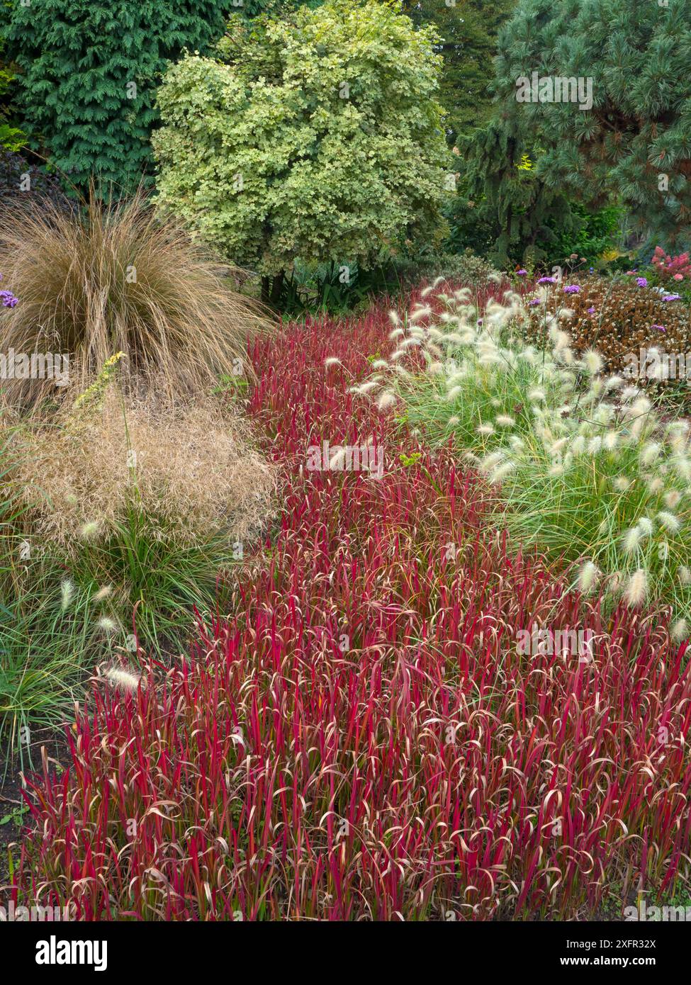 Herbe sanguine japonaise (Imperata cylindrica) 'Rubra' en bordure de jardin. Banque D'Images