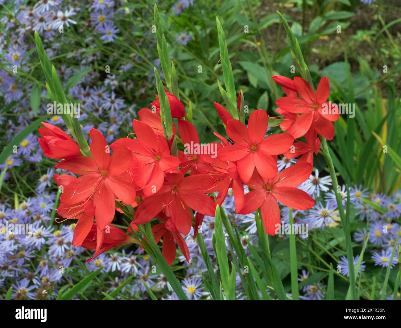 Lys drapeau cramoisi (Schizostylis coccinea) 'Major' en automne, Norfolk, Angleterre, Royaume-Uni, septembre. Banque D'Images