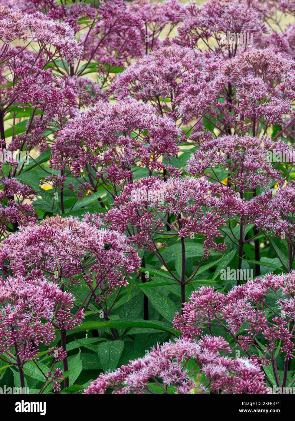 Joe Pye Weed (Eupatorium maculatum) 'Gateway' dans Garden Border, août. Banque D'Images