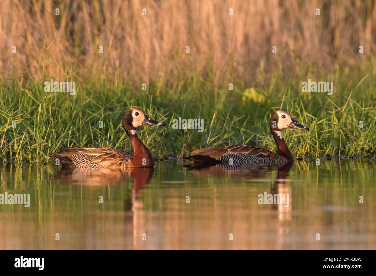 Canards sifflants à face blanche (Dendrocygna viduata), la Pampa, Argentine Banque D'Images