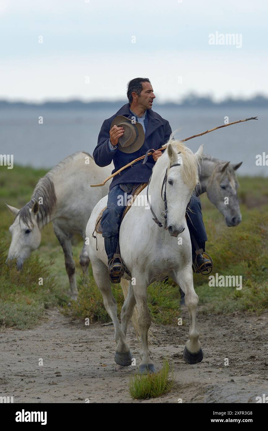 Gardien sur cheval de Camargue rassemblant des taureaux, Camargue, France, mai 2017. Banque D'Images