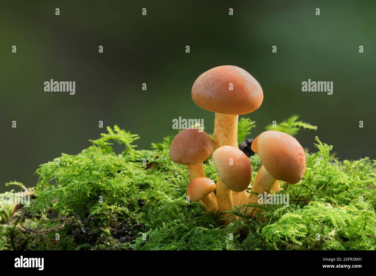 Champignon de touffes soufrées (Hypholoma fasciculare) Clare Glen, County Armagh, Irlande du Nord. Octobre. Banque D'Images