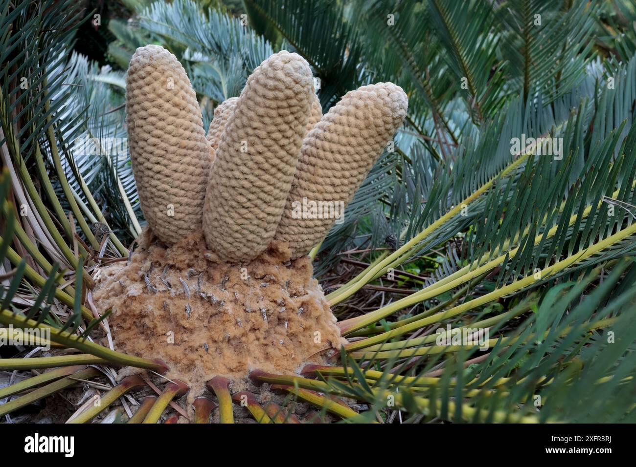 Cônes de cycade à poil blanc (Encephalartos friderici-guilielmi), jardins de Kirstenbosch, Cape Town, Afrique du Sud Banque D'Images