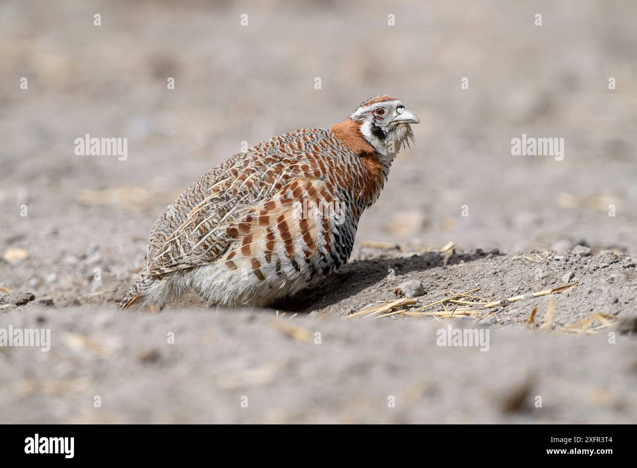 Baignade de poussière de perdrix tibétaine (Perdix hodgsoniae). Vallée de l'Indus, Ladakh, Inde. Banque D'Images