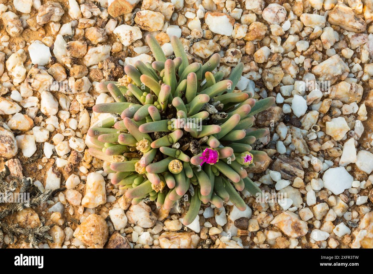 Succulente fissum d'Argyroderma, poussant parmi les galets de quartz dans le Knersvlakte, Western Cape, Afrique du Sud Banque D'Images