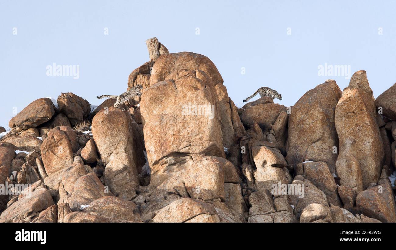 Léopards des neiges (Panthera uncia) mâle suivant femelle - sur la ligne de crête rocheuse. Ulley Valley, Himalaya, Ladakh, Inde. Banque D'Images