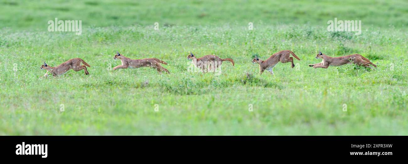 Caracal (Caracal Caracal) mâle coureur composite, poursuivant une mangouste égyptienne à travers de longues herbes. Zone de conservation du cratère de Ngorongoro, Tanzanie. Banque D'Images