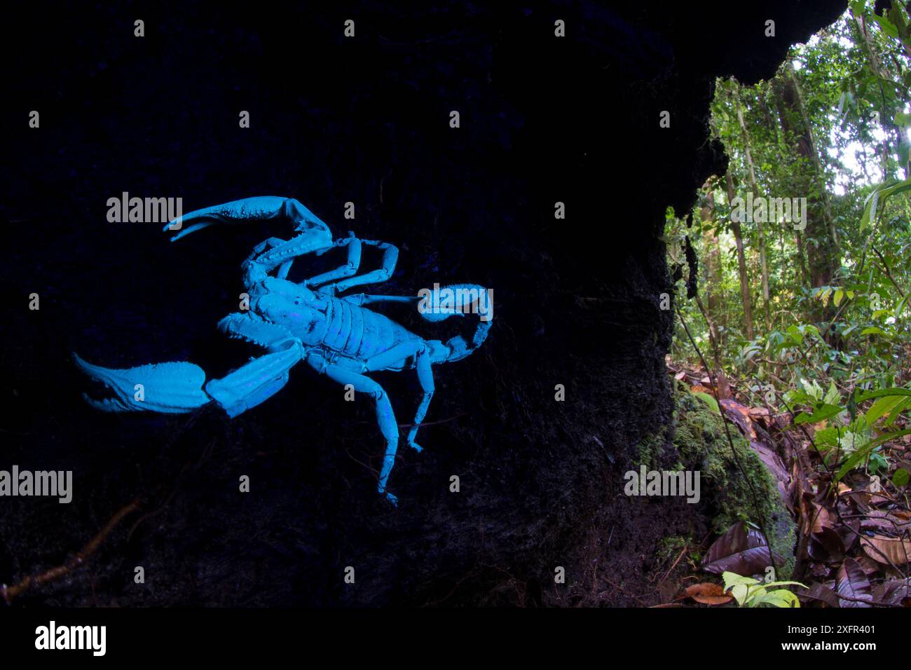 Scorpion géant de la forêt de Bornéo (Heterometrus longimanus) reposant à l'intérieur d'une bûche creuse tombée. Vallée de Danum, Sabah, Bornéo. Photographié avec lumière naturelle et UV, voir 1588717 pour une image comparative avec lumière naturelle seulement Banque D'Images
