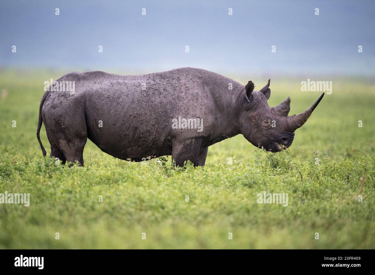Rhinocéros noir (Diceros bicornis) fouillant les herbes. Cratère du Ngorongoro, zone de conservation, Tanzanie. Mars. Banque D'Images
