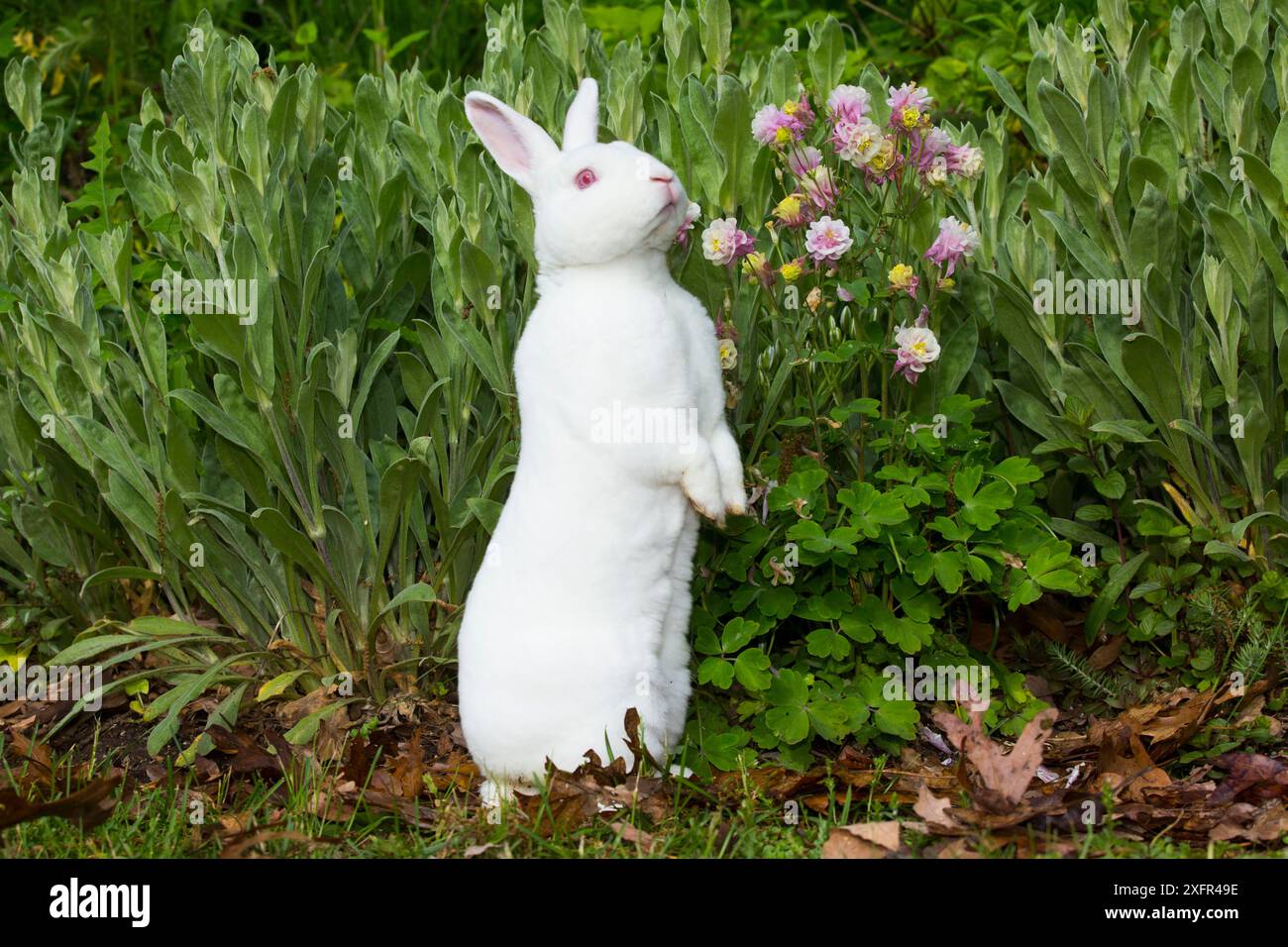 Lapin Albinino Mini Rex avec Colombine dans le jardin, East Haven, Connecticut, États-Unis. Mai. Banque D'Images