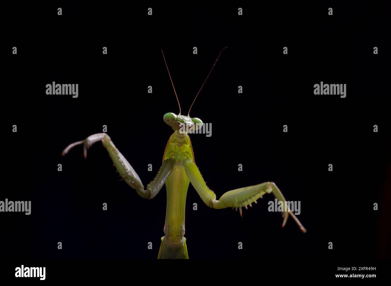 Portrait de la mante géante africaine (Sphodromantis viridis) vue d'en bas, captive, se produit en Afrique de l'Ouest. Banque D'Images