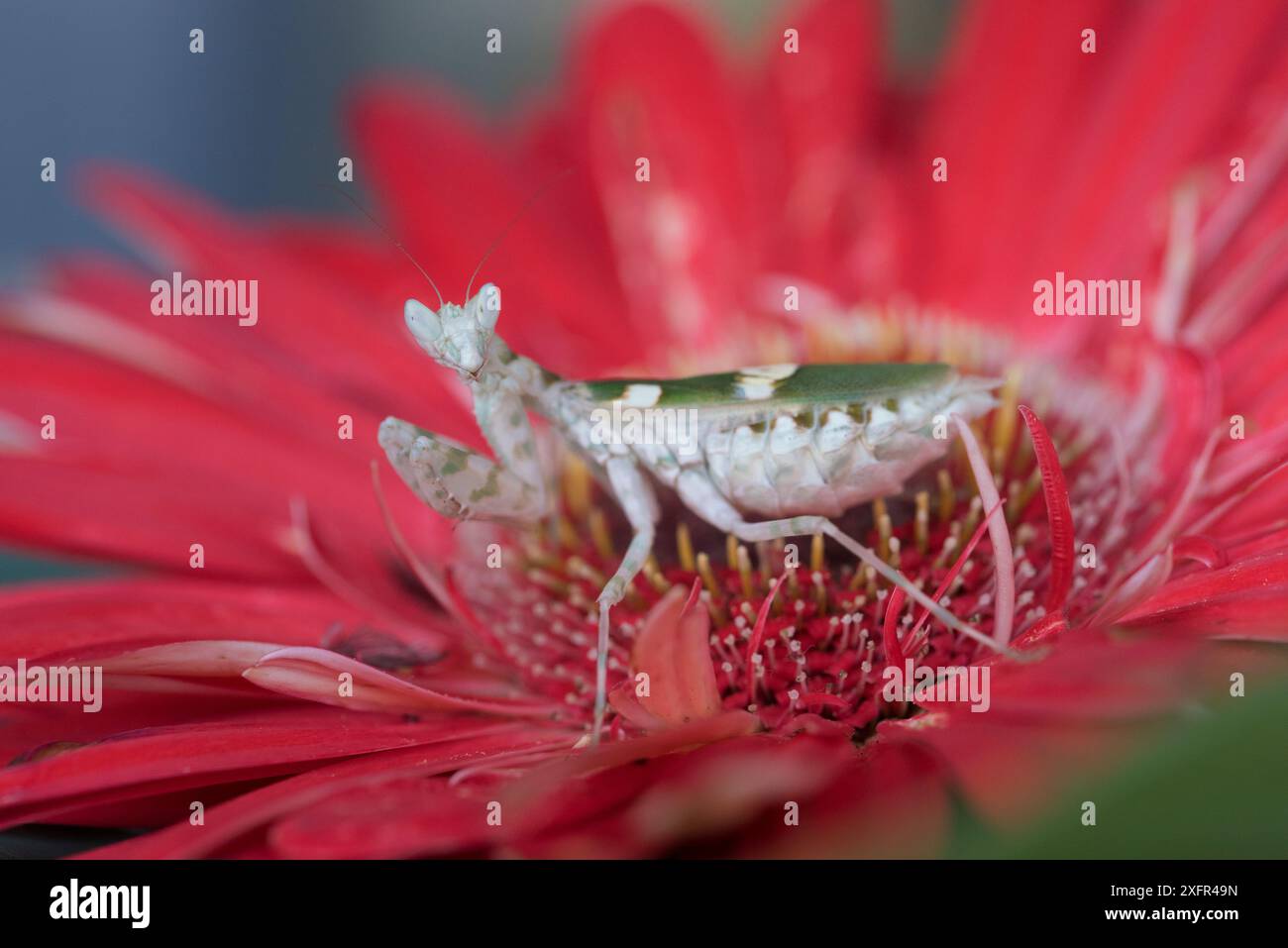 Mantis de fleur indienne (Creobroter gemmatus) sur fleur, captive, Asie indigène. Banque D'Images