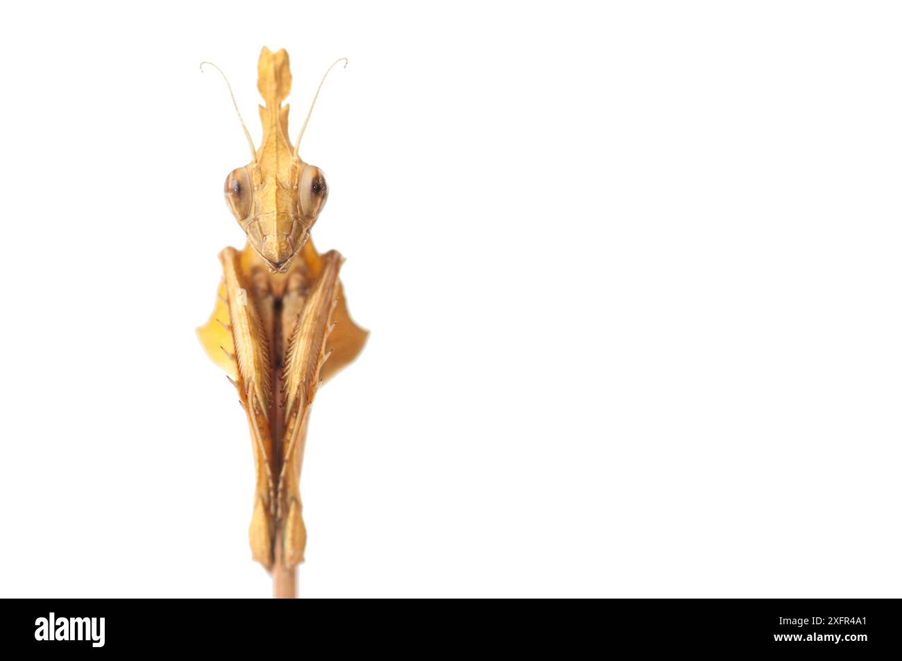 Portrait de mante de violon (Gongylus gongylodes), captif, se trouve dans le sud de l'Inde et au Sri Lanka. Banque D'Images