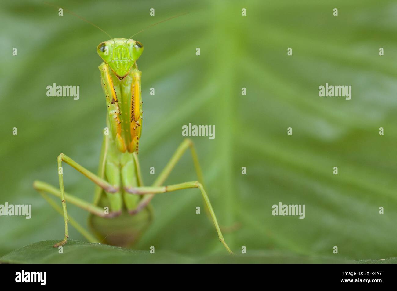 Giant African mantis (Sphodromantis viridis) portrait, captive, se produit en Afrique de l'Ouest. Banque D'Images