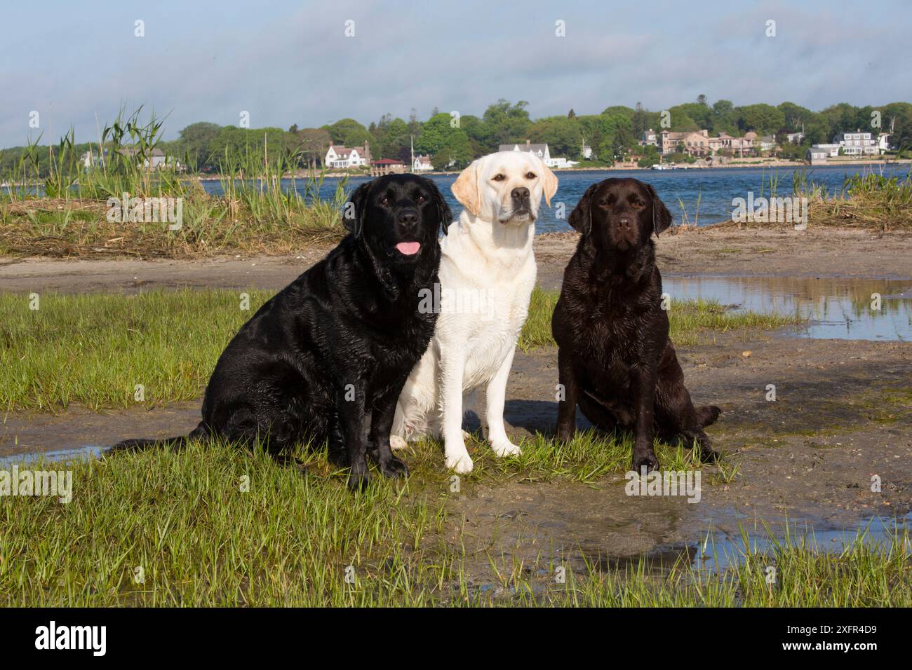 Labrador retriever, trois couleurs différentes ensemble, noir, jaune, chocolat, au bord du marais salé, Charlestown, Rhode Island, États-Unis, juin. Banque D'Images