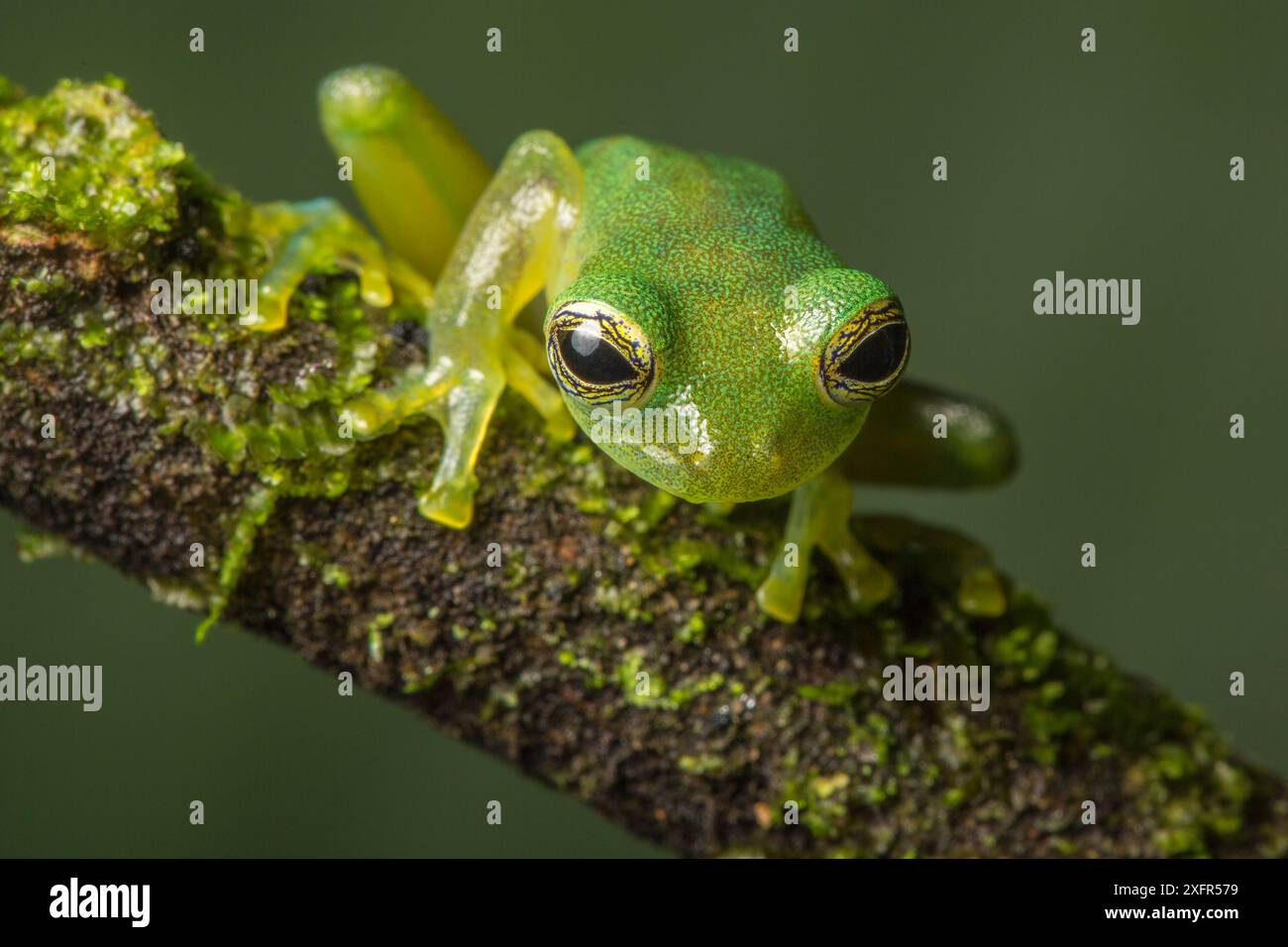 Grenouille en verre géante nicaraguayenne (Espadarana prosoblepon) la Selva Field Station, Costa Rica. Banque D'Images