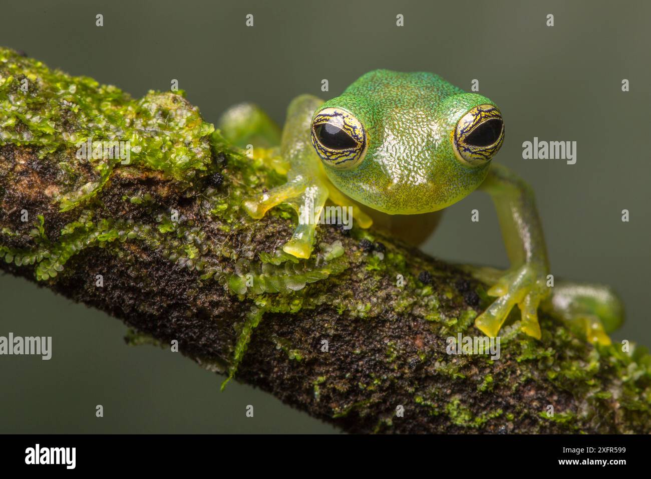 Grenouille en verre géante nicaraguayenne (Espadarana prosoblepon) la Selva Field Station, Costa Rica. Banque D'Images