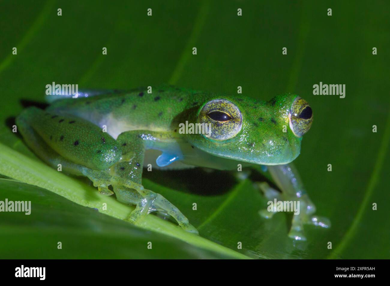 Grenouille en verre géante nicaraguayenne (Espadarana prosoblepon) la Selva Field Station, Costa Rica. Banque D'Images