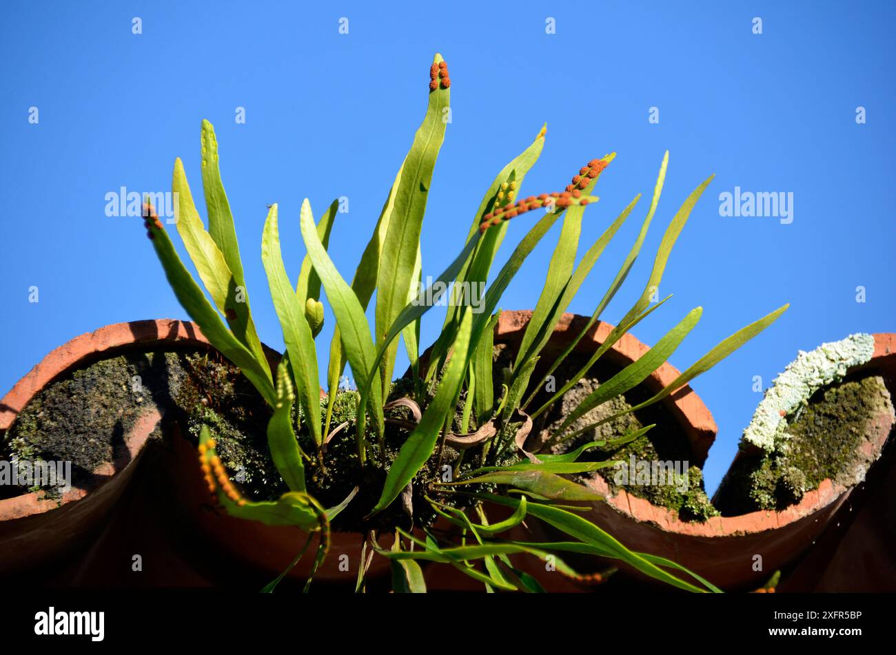 Título la mousse de la plante parasite verdoyante brille dans un beau ciel bleu sur le toit de la ferme. Jardin suspendu Banque D'Images