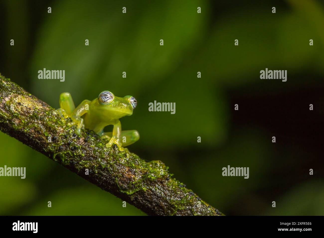 Nicaragua grenouille en verre géante (Espadarana prosoblepon) la Selva Field Station, Costa Rica. Banque D'Images