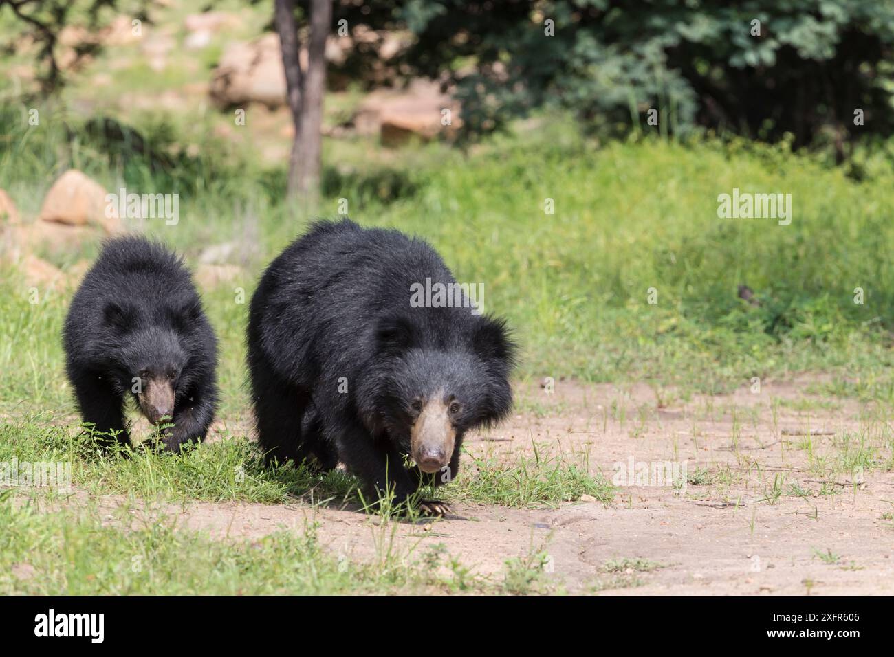 Ours paresseux (Melursus ursinus) mère et ourson, sanctuaire d'ours Daroiji, Karnataka, Inde. Banque D'Images