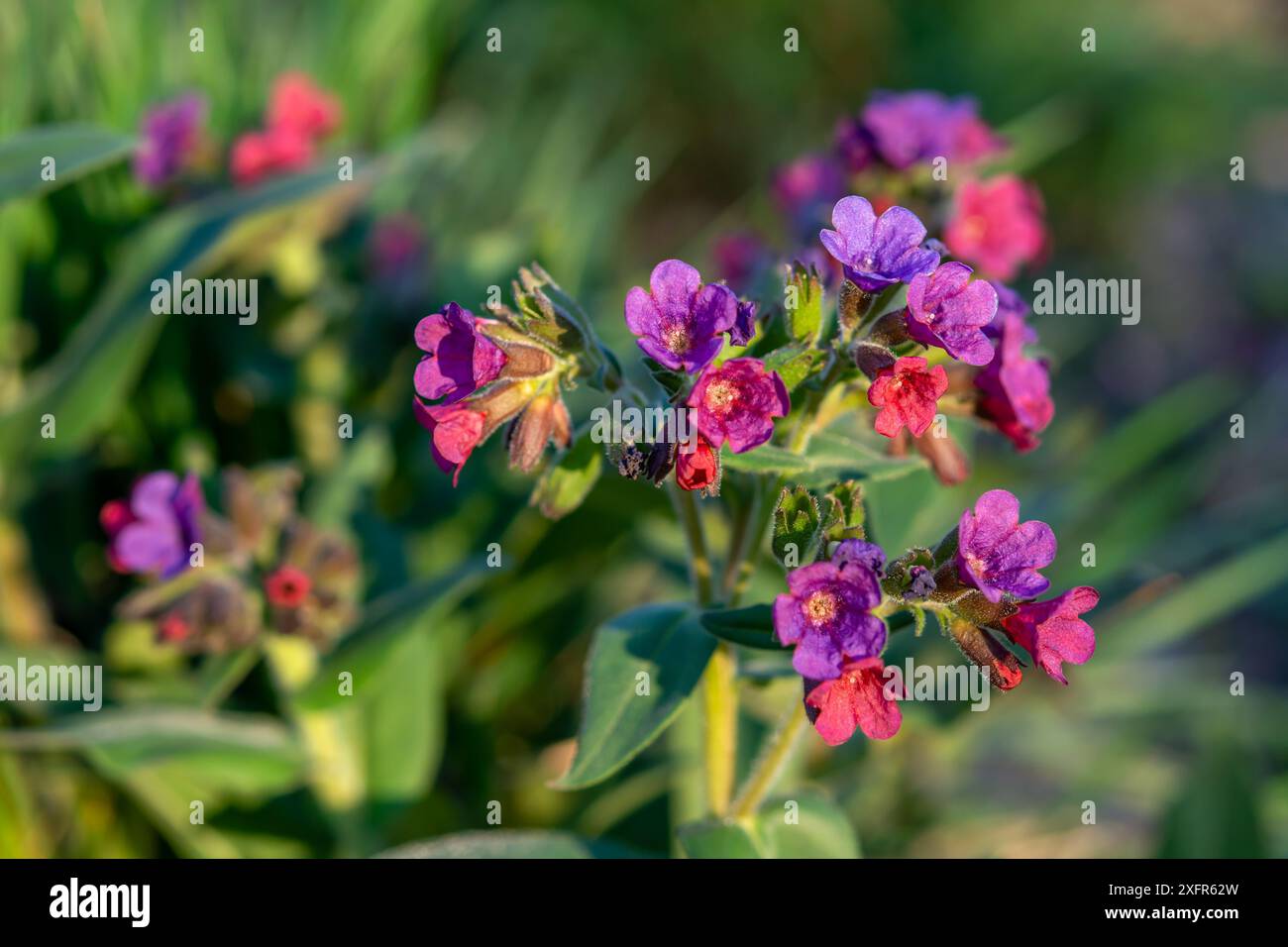 Gros plan de l'armoise poumon des fleurs en fleurs (Pulmonaria officinalis) dans le jour ensoleillé du printemps. Mise au point sélective. Banque D'Images Gros plan de l'armoise poumon des fleurs en fleurs (Pulmonaria officinalis) dans le jour ensoleillé du printemps. Mise au point sélective. Banque D'Images