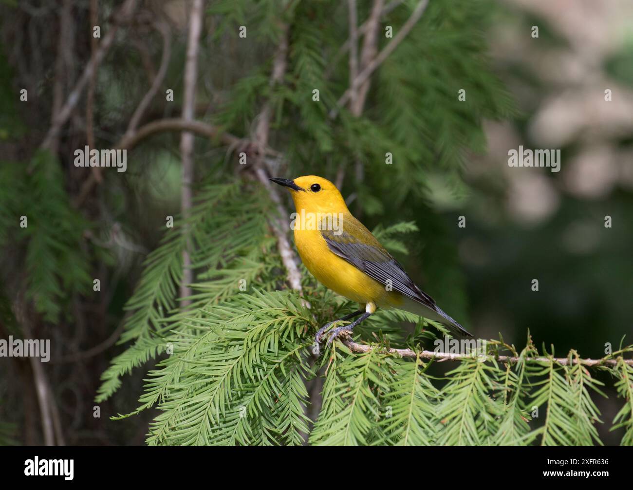 Prothary Warbler (Protonotaria citrea) mâle, Floride, États-Unis Banque D'Images