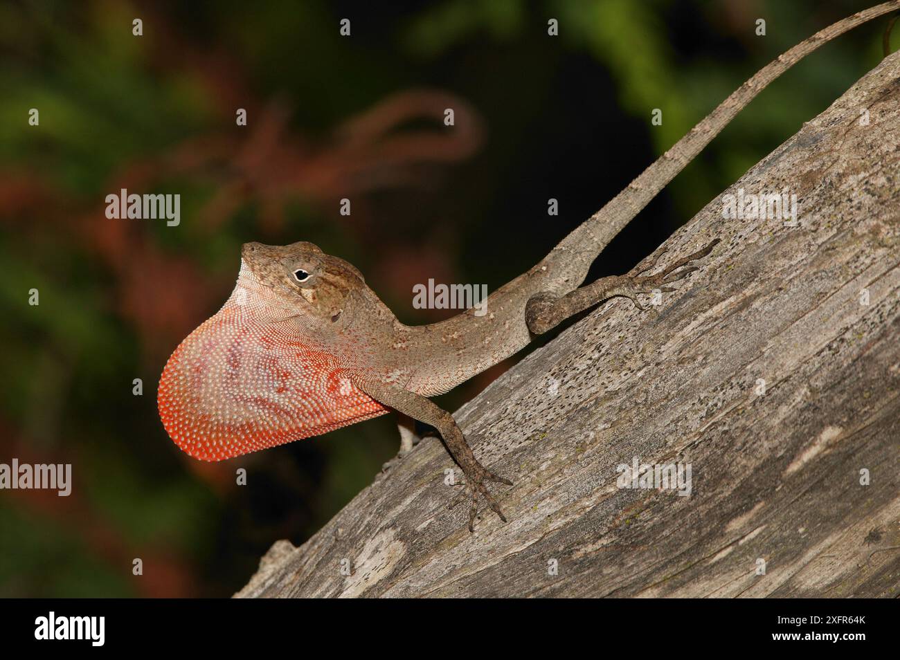 Anole de Stout en éventail rouge (Anolis marcanoi) affichant sa couche de rosée rouge, Cordillère centrale, République Dominicaine. Banque D'Images