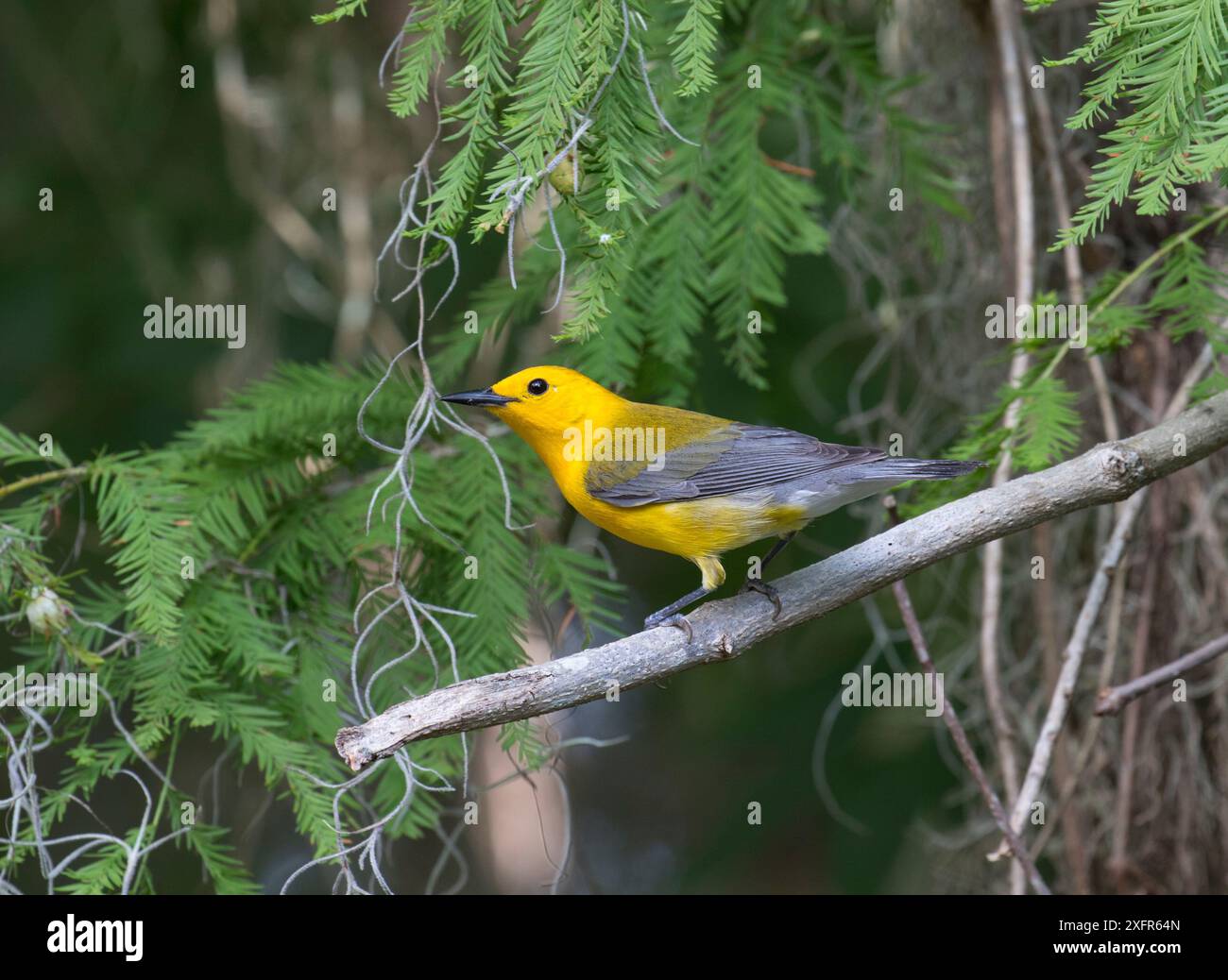 Prothary Warbler (Protonotaria citrea) mâle, Floride, États-Unis Banque D'Images