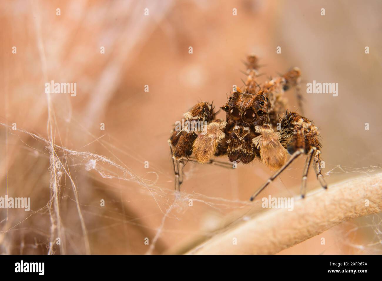 Dandy thomisidae (Portia schultzi) Kwazulu-Natal, Afrique du Sud Banque D'Images