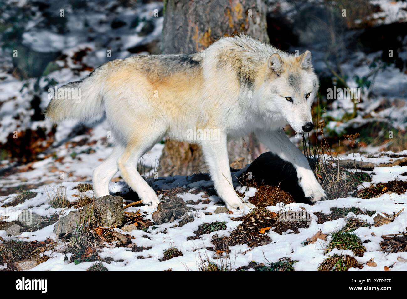 Le loup du nord-ouest (Canis lupus occidentalis) est captif dans le nord-ouest des États-Unis et au Canada. Banque D'Images