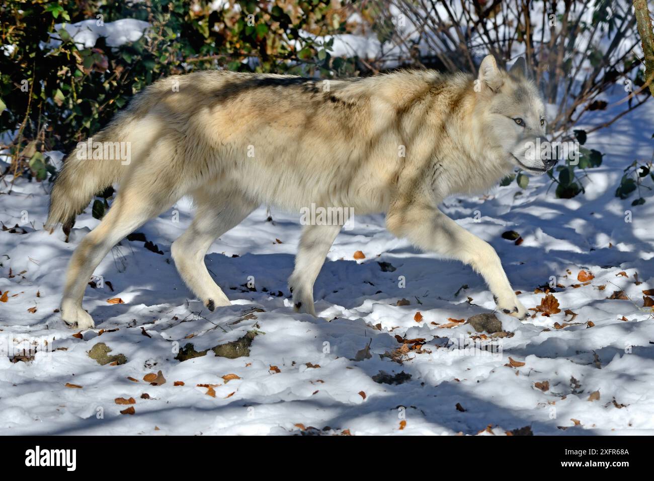 Le loup du nord-ouest (Canis lupus occidentalis) est captif dans le nord-ouest des États-Unis et au Canada. Banque D'Images