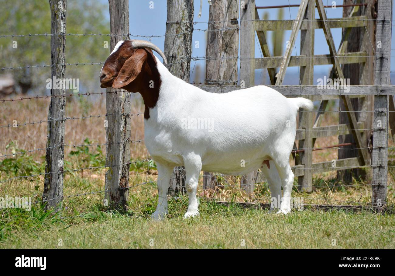 Belles chèvres Boer femelles à la ferme Banque D'Images