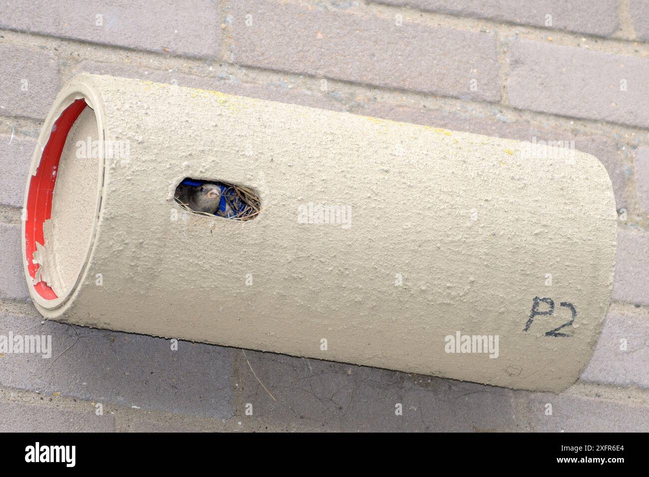 Moineau de maison (passer domesticus) utilisant une nestbox destinée aux SWIFTS communs (Apus apu) faite de tuyauterie en plastique, fixée au mur d'un bloc d'appartements, Edgecombe, Cambridge, Royaume-Uni, juillet. Banque D'Images