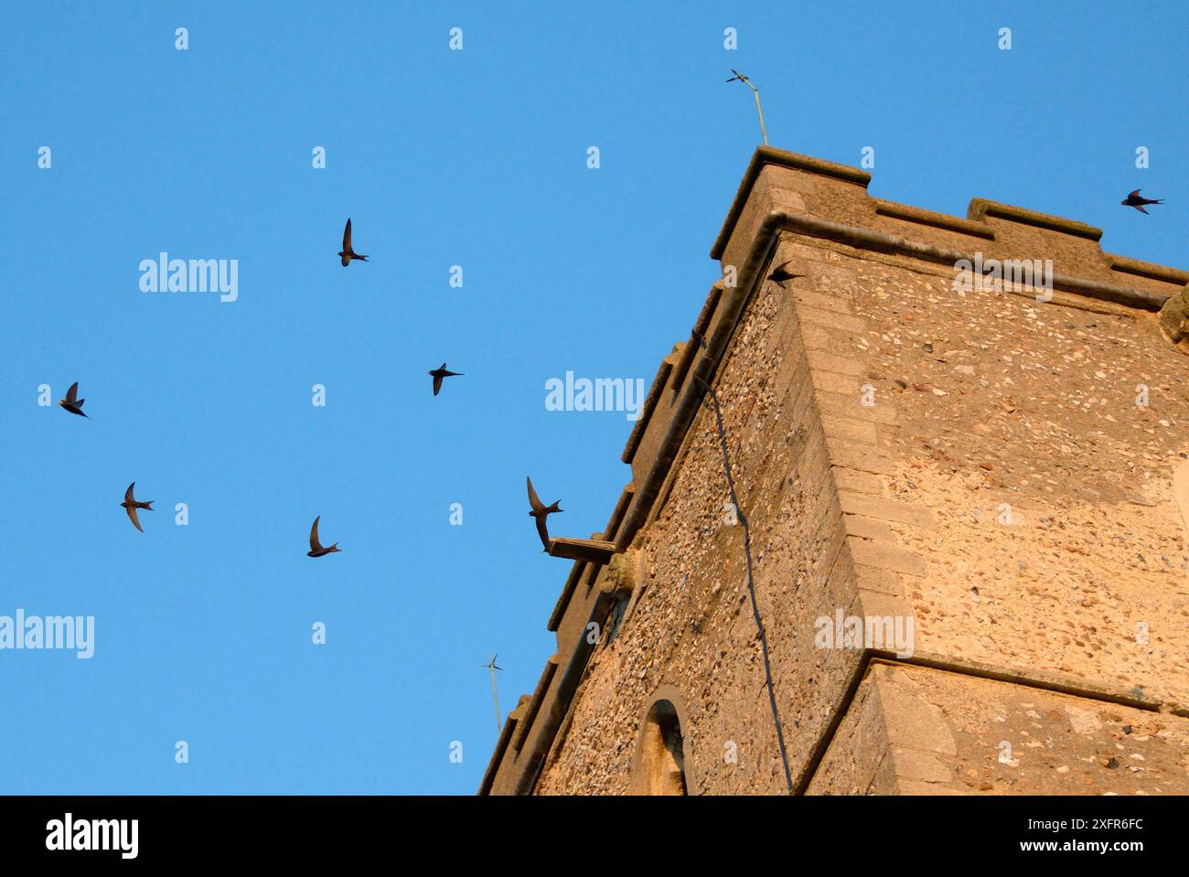 Groupe hurlant de Common Swifts (Apus apus) volant autour d'un clocher d'église au crépuscule, où une grande colonie se reproduit dans des nichoirs derrière les persiennes de fenêtre, église All Saints, Worlington, Suffolk, Royaume-Uni, juillet. Banque D'Images