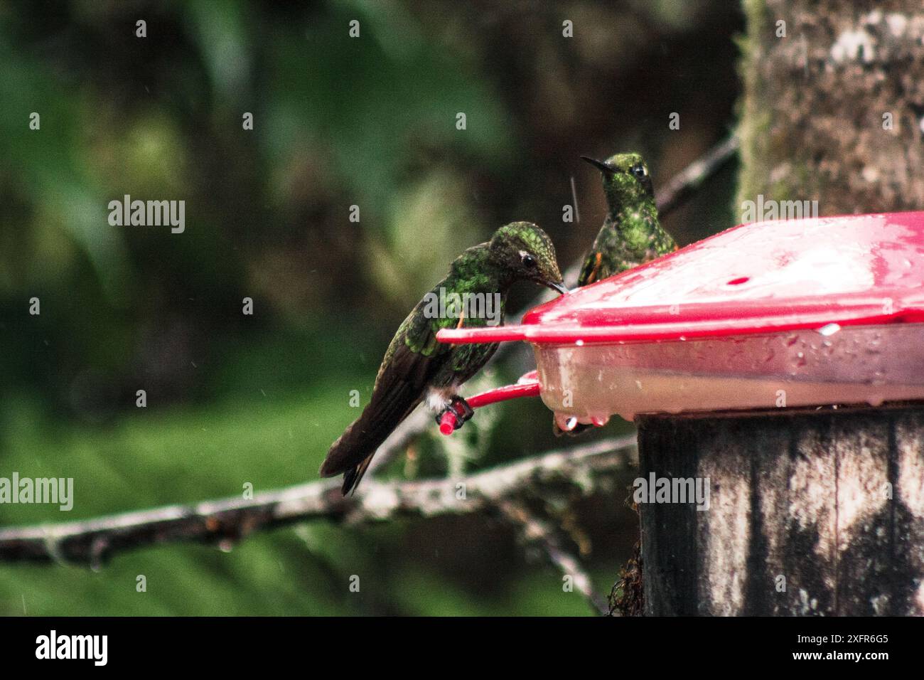 Deux colibris vibrants à une mangeoire dans la luxuriante et pluvieuse réserve tropicale Buenaventura, mettant en valeur leur grâce et la diversité de la faune de l'Équateur. Banque D'Images