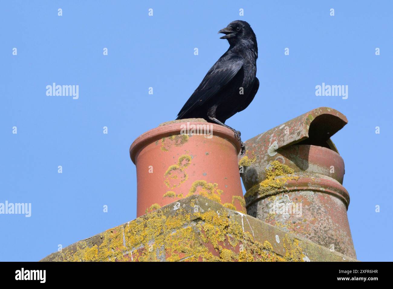 Corbeau charoie (Corvus monedula) appelant d'un pot de cheminée, Cornouailles, Royaume-Uni, avril. Banque D'Images