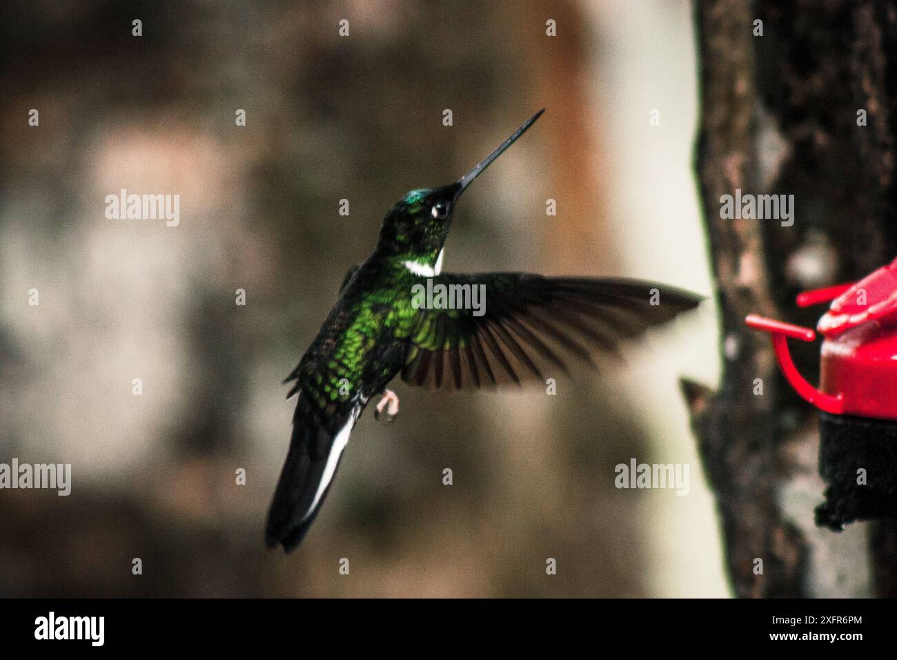 Un colibri vert éclatant capturé en plein vol près d'une mangeoire rouge dans la réserve tropicale de Buenaventura en Équateur, mettant en valeur son agilité et la beauté de Banque D'Images