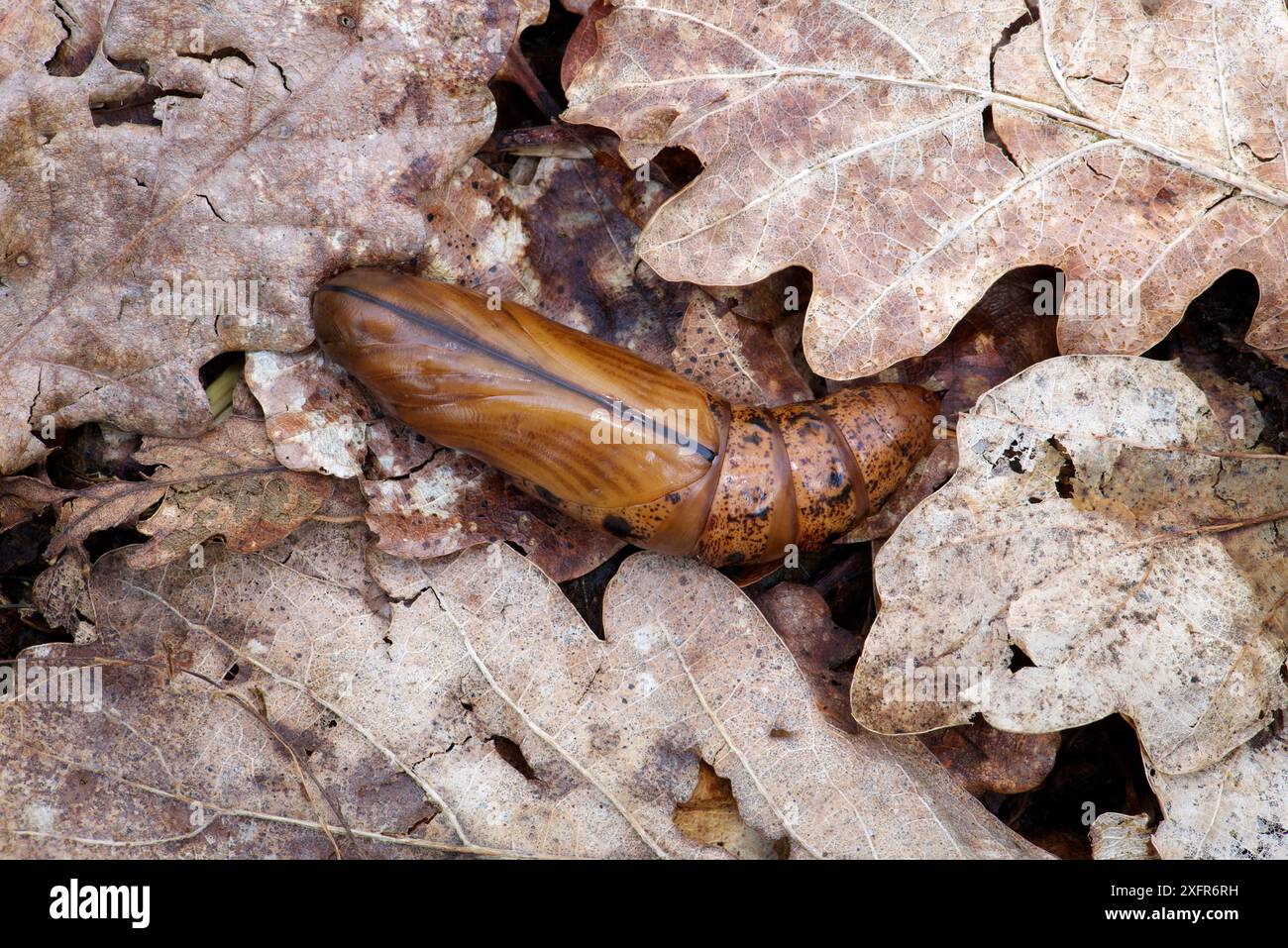 Faucon-lançon (Daphnis nerii) Pupa, Sicile méridionale, Italie. Banque D'Images