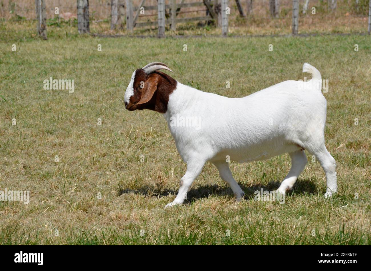 Femelle de chèvre Boer marchant dans les pâturages verts de la ferme Banque D'Images