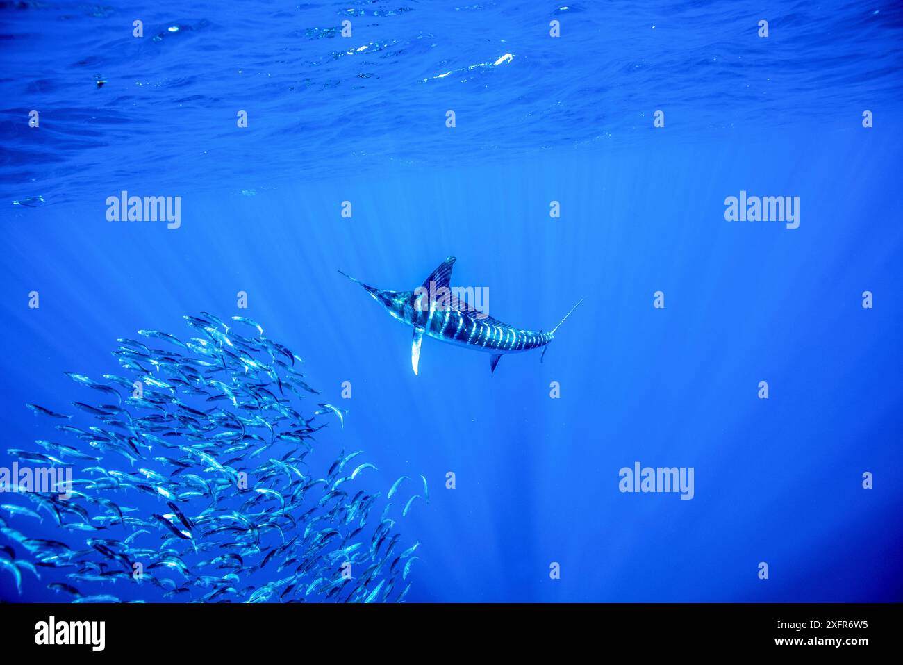 Marlin rayé (Kajikia audax) se nourrissant de boules d'appât, Pacifique est, Thetis Bank, basse Californie, Mexique Banque D'Images