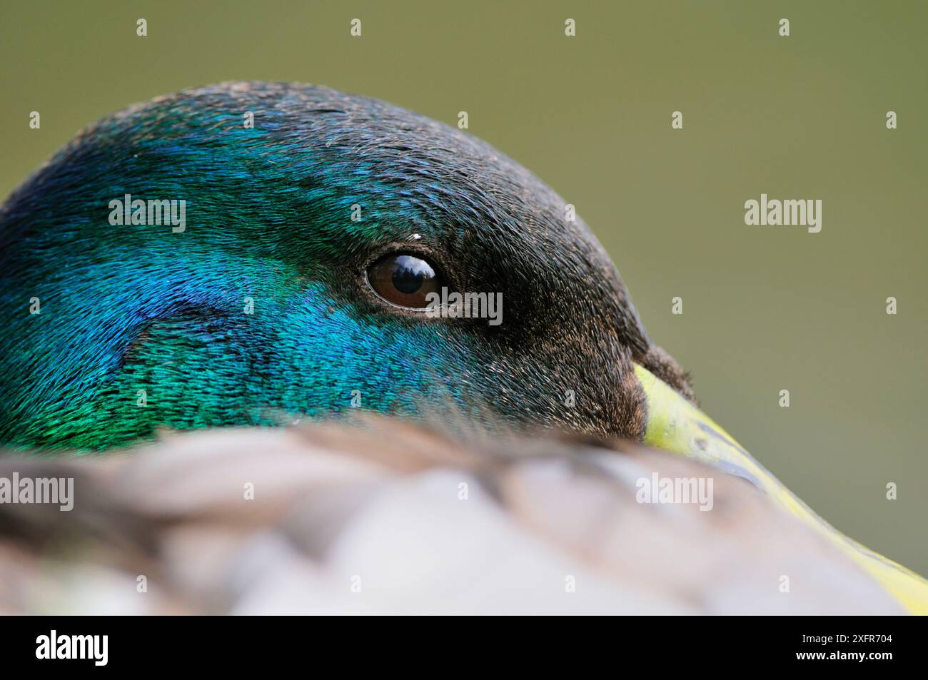 Canard colvert (Anas platyrhynchos) gros plan d'un mâle, drake au repos sur la rive d'un canal, Cromford, Derbyshire, Angleterre, avril. Banque D'Images