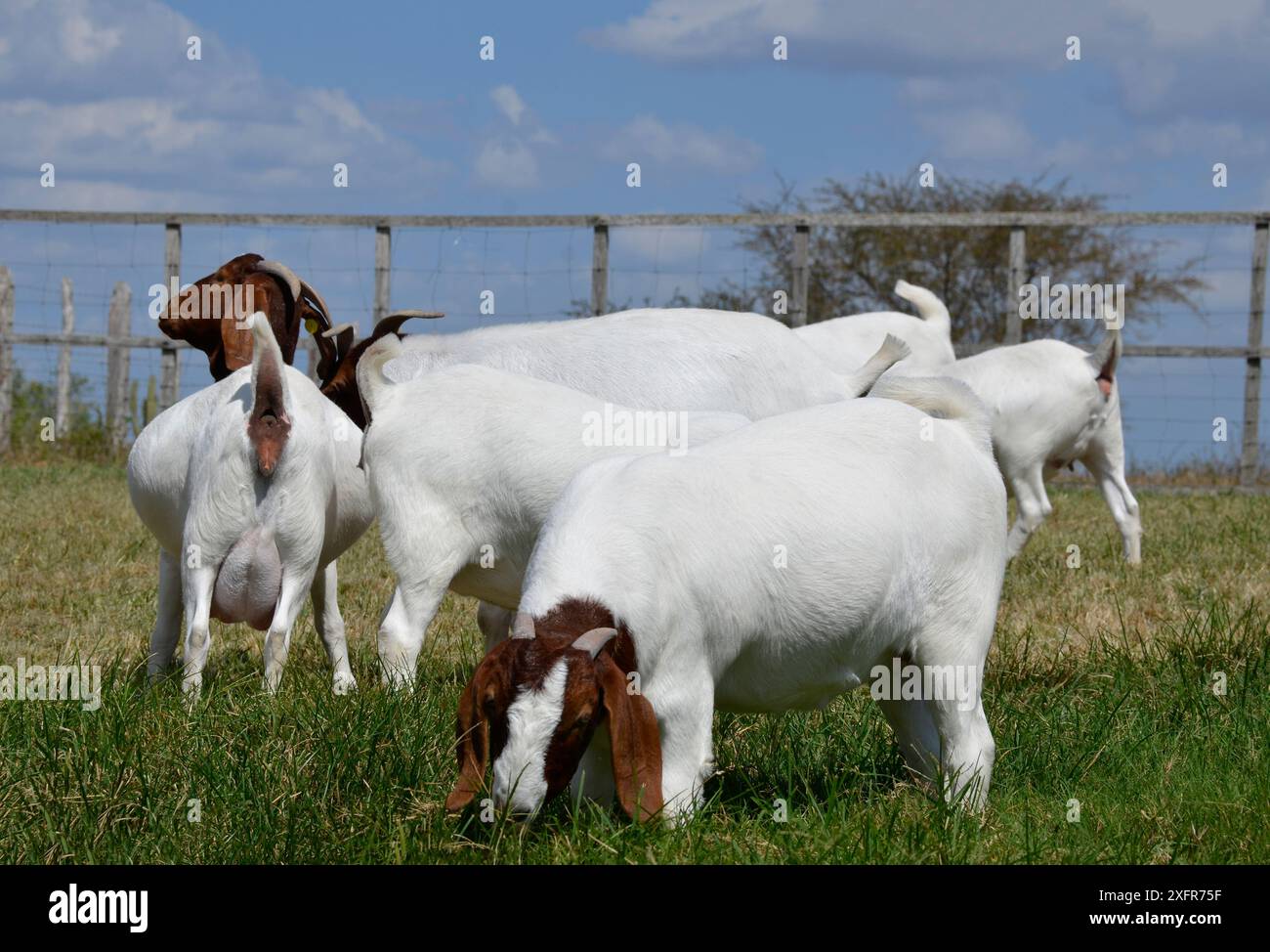 Grande chèvre Boer pâturant dans les pâturages verts de la ferme Banque D'Images