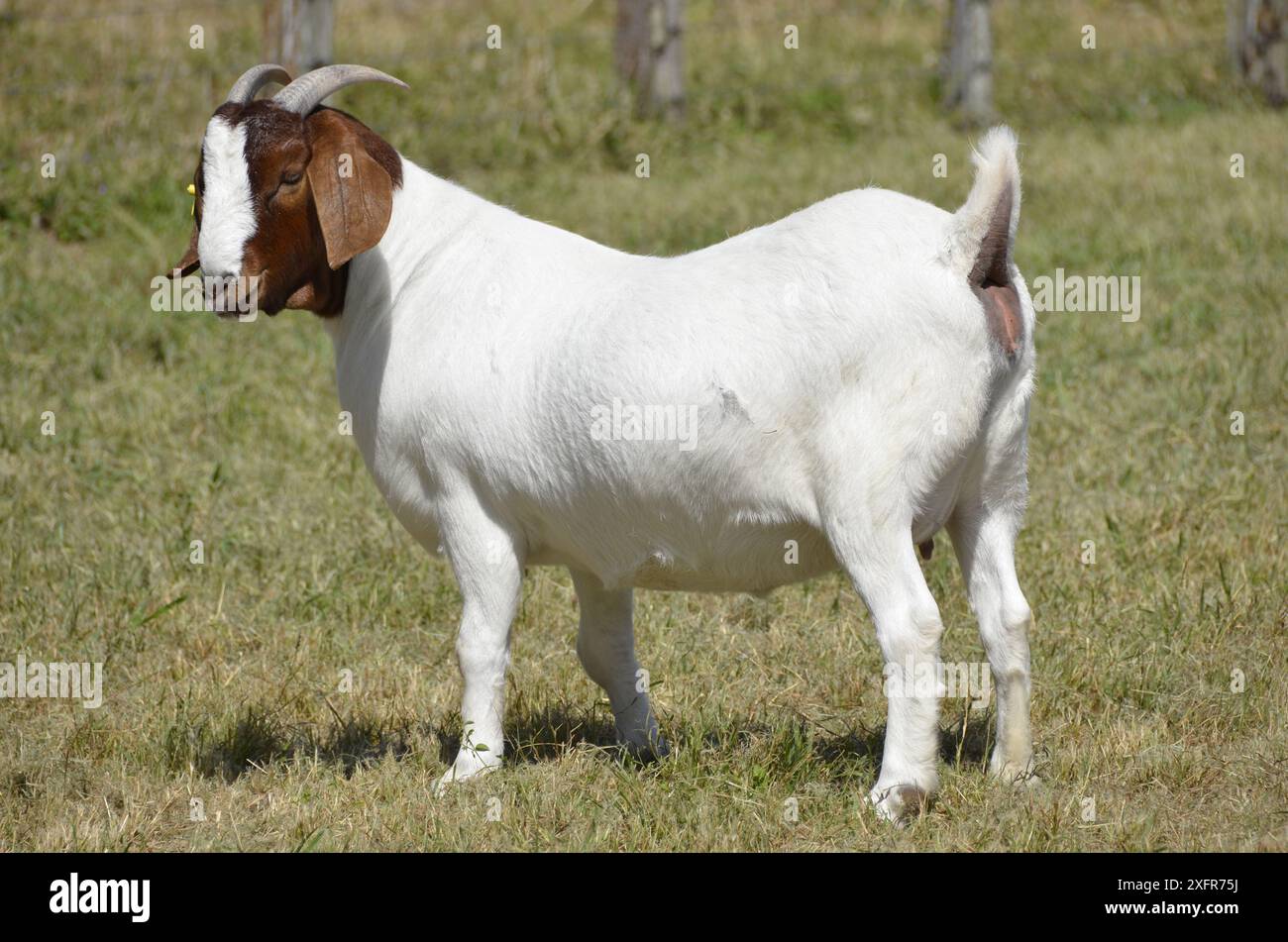 Belles chèvres Boer femelles à la ferme Banque D'Images