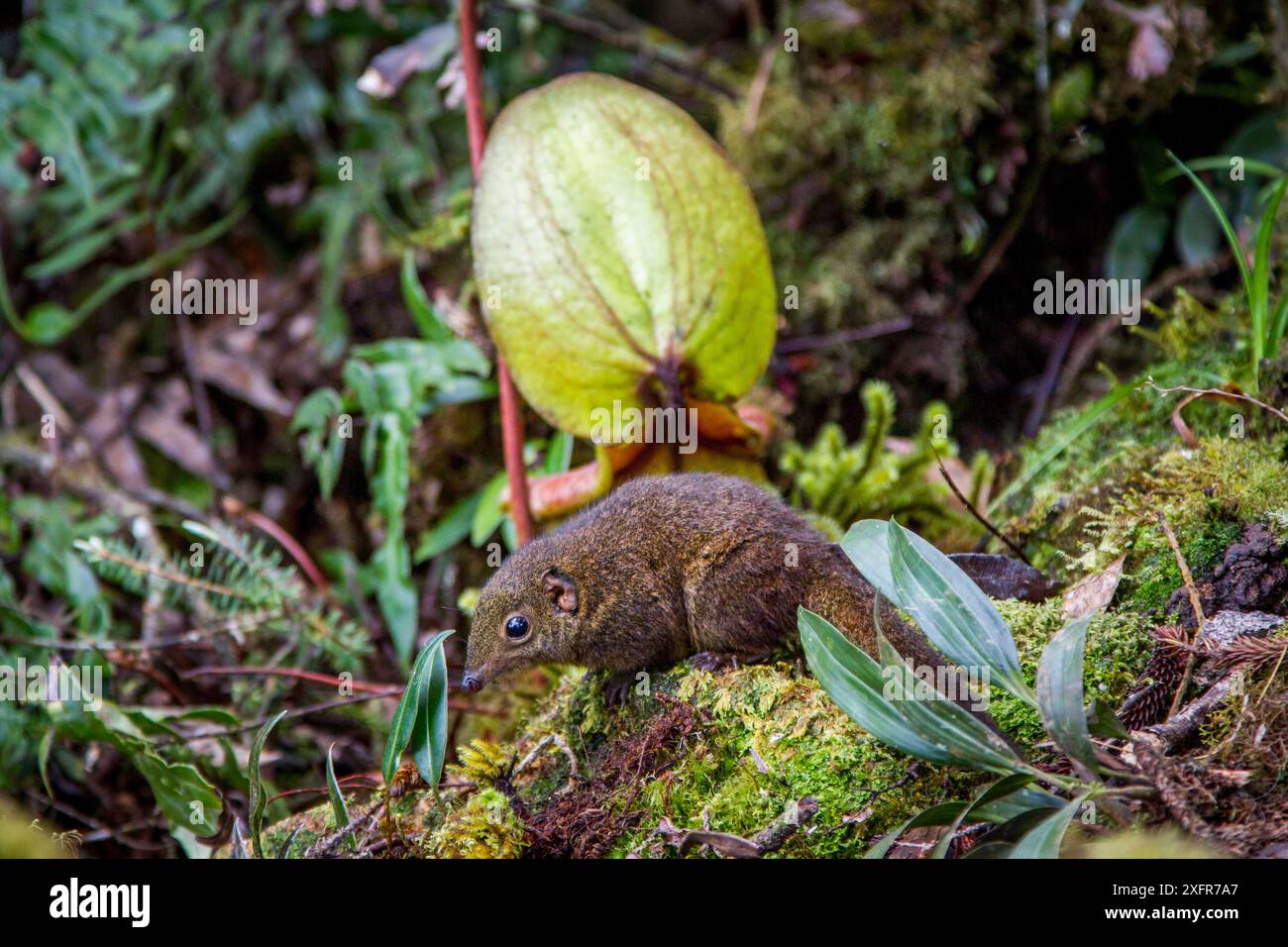 Mountain tree shrew (Dicaeum montana) se nourrissant de nectar secrété par l'endémie Sarracénie (Nepenthes kinabaluensis) forêts de montagne (à 2200m-3000m), les pentes du Mont Kinabalu. Le Parc de Kinabalu, Sabah, Bornéo, Malaisie Banque D'Images