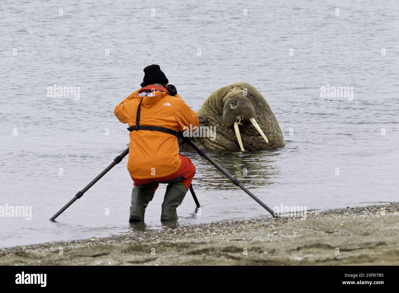 Photographe photographiant le morse de l'Atlantique (Odobenus rosmarus) depuis la côte, Spitzberg, Svalbard, Norvège, Océan Arctique Banque D'Images