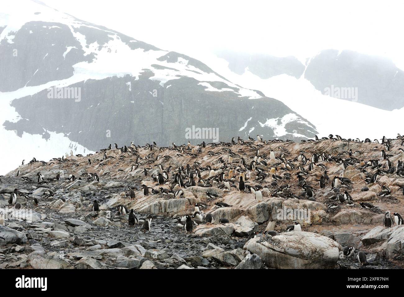 Gentoo Pengiuins (Pygoscelis papua) colonie dans une tempête de neige. Hydrurga Rocks. Péninsule Antarctique. Janvier. Banque D'Images