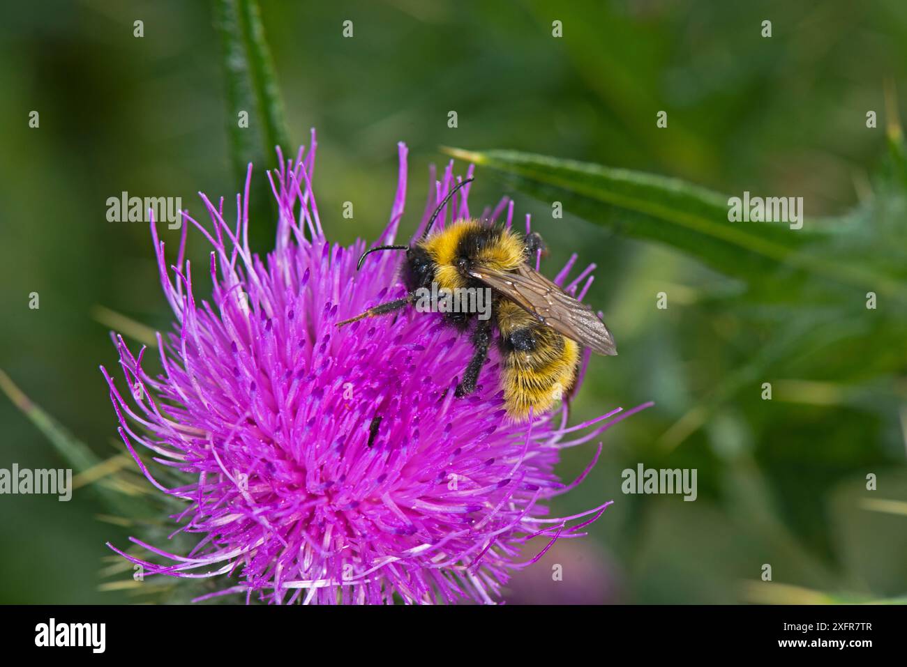 Bumblebee (Bombus campestris) mâle sur Chardon (Cirsium vulgare), plateau du Herefordshire, Angleterre, Royaume-Uni, août. Banque D'Images