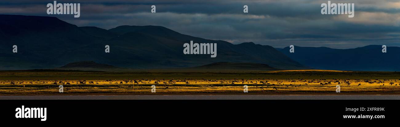 Paysage panoramique de la péninsule de Taimyr avec un plus grand troupeau de rennes de toundra de Sibérie (Rangifer tarandus sibiricus) au coucher du soleil, Sibérie, Russie. Juillet 2015. Le troupeau de rennes de toundra sibérienne en migration de Taimyr est le plus grand troupeau de rennes sauvages au monde Banque D'Images