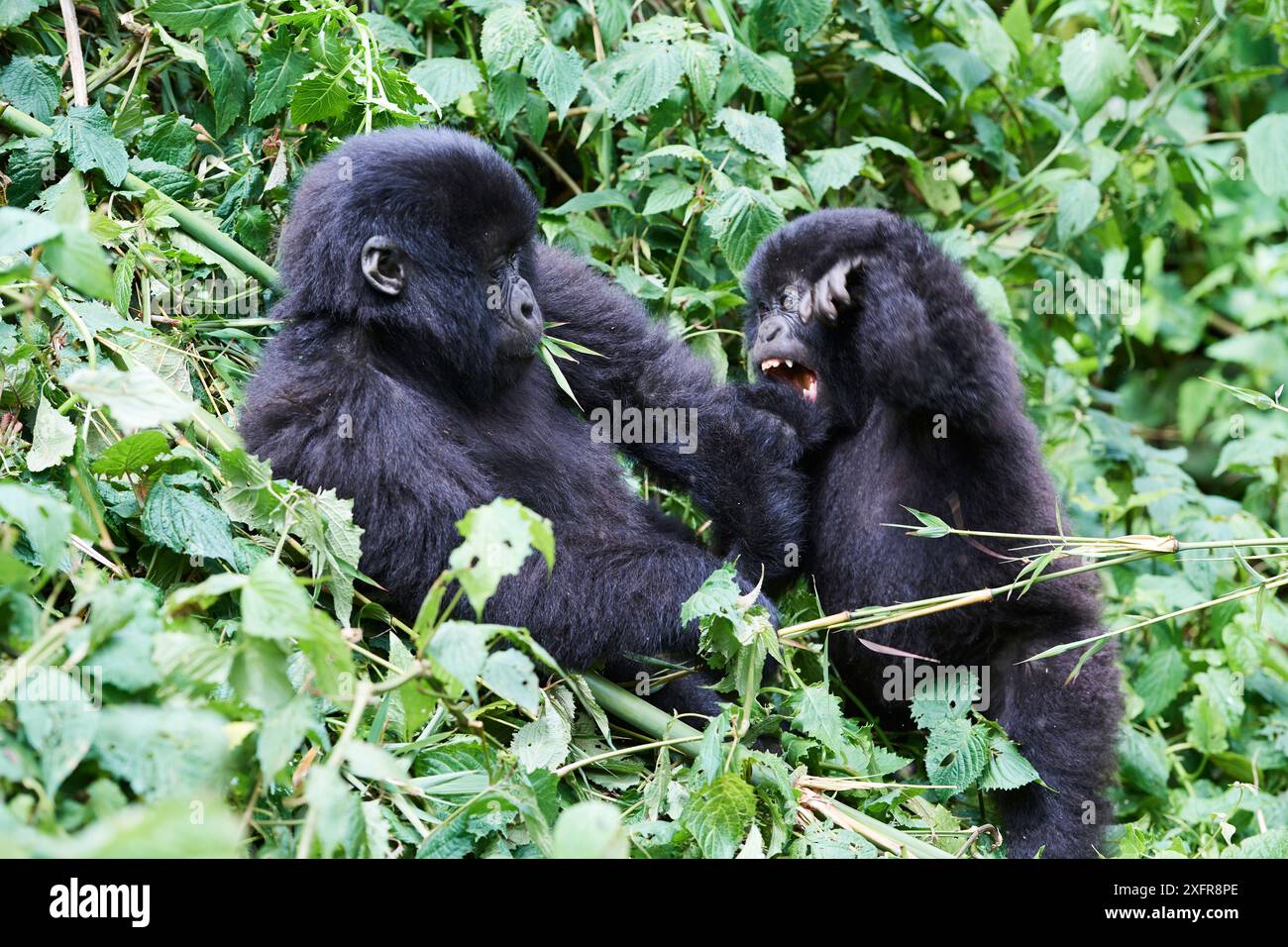 Gorilles de montagne (Gorilla beringei beringei) deux jeunes jouant, membres du groupe Munyaga, Parc national des Virunga, Nord-Kivu, République démocratique du Congo, Afrique, en danger critique. Banque D'Images Gorilles de montagne (Gorilla beringei beringei) deux jeunes jouant, membres du groupe Munyaga, Parc national des Virunga, Nord-Kivu, République démocratique du Congo, Afrique, en danger critique. Banque D'Images